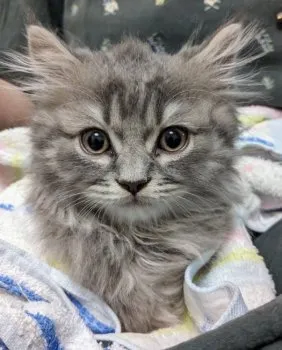 あゆママ 様のお迎えした子猫