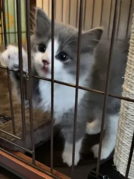 にゃむ 様のお迎えした子猫