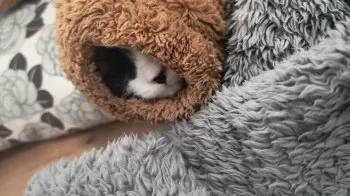 dbsuzu725 様のお迎えした子猫