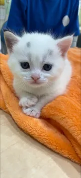 ＹＭ 様のお迎えした子猫