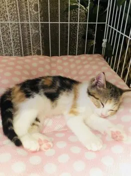 ハル 様のお迎えした子猫