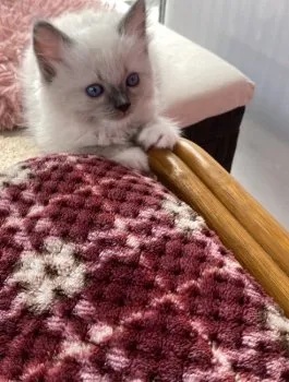 りんご 様のお迎えした子猫