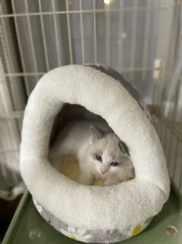 ルア 様のお迎えした子猫