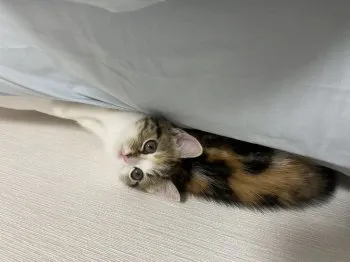 まりん 様のお迎えした子猫
