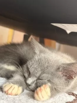 M.S 様のお迎えした子猫