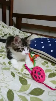 藤岡輝一 様のお迎えした子猫