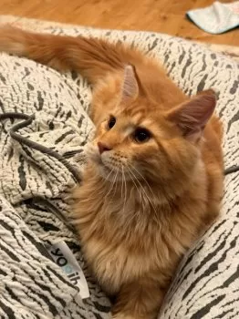 Y.T 様のお迎えした子猫