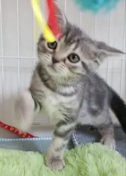 N 様のお迎えした子猫