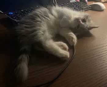 R.S 様のお迎えした子猫