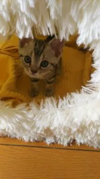 アコ 様のお迎えした子猫