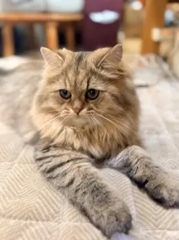 ポンスケma'am 様のお迎えした子猫