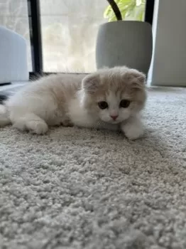 M.S 様のお迎えした子猫