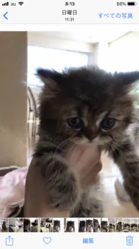 オクムラ 様のお迎えした子猫