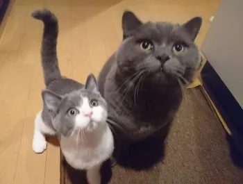 ひろきちゃん 様のお迎えした子猫