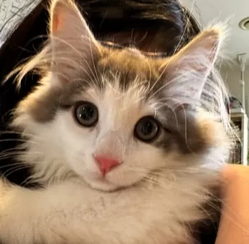T.K 様のお迎えした子猫