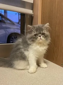 平野 亜衣 様のお迎えした子猫