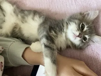 moko 様のお迎えした子猫
