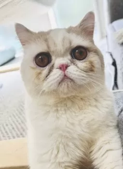 小太郎 様のお迎えした子猫
