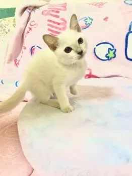 Y.S 様のお迎えした子猫