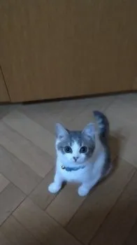 H.I 様のお迎えした子猫