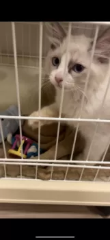 A.W 様のお迎えした子猫