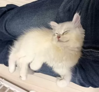 M 様のお迎えした子猫