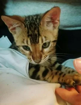 やっこ 様のお迎えした子猫