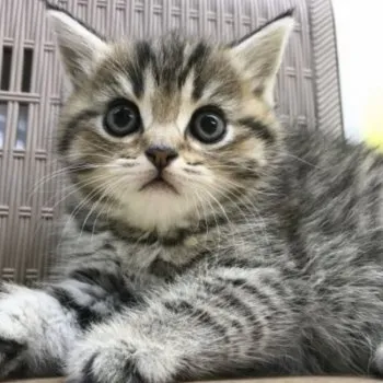 yua 様のお迎えした子猫