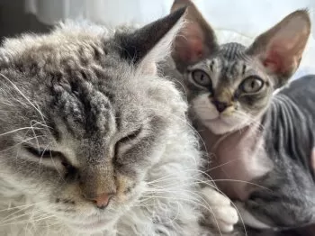 M.K 様のお迎えした子猫
