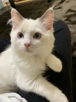 なち 様のお迎えした子猫