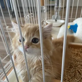 K.O 様のお迎えした子猫