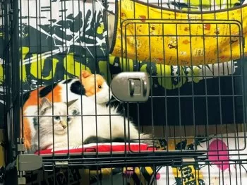 K.T 様のお迎えした子猫