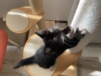 西野 様のお迎えした子猫