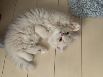 凛 様のお迎えした子猫