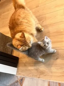 あゆ 様のお迎えした子猫