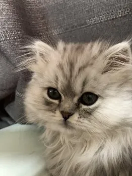 にゃんこ大好き 様のお迎えした子猫