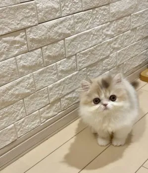OKo 様のお迎えした子猫