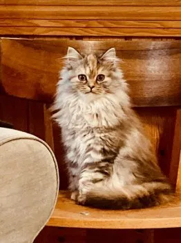 ぶーたん 様のお迎えした子猫