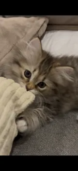 Y.N 様のお迎えした子猫