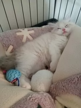 M.M 様のお迎えした子猫