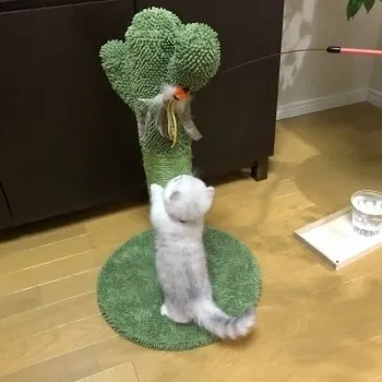 M.K 様のお迎えした子猫