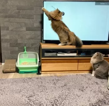 みー 様のお迎えした子猫
