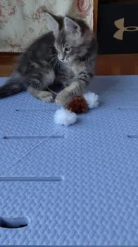 hiro 様のお迎えした子猫