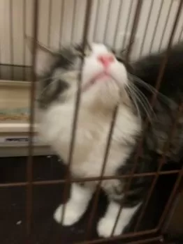 コウくん 様のお迎えした子猫