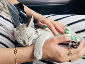 chirol 様のお迎えした子猫