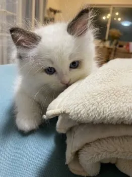 R.M 様のお迎えした子猫