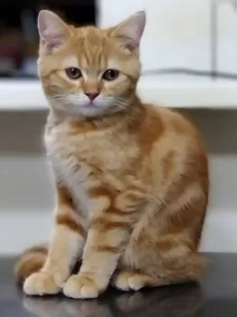 E.K 様のお迎えした子猫