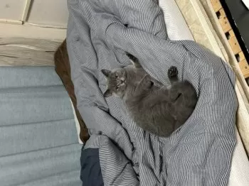 はるひ 様のお迎えした子猫