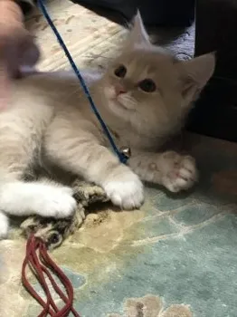 シェリ 様のお迎えした子猫