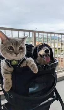 みちこ 様のお迎えした子猫
